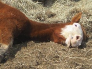 cricketsleeping cricketsleeping