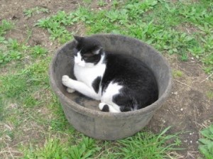 This is our tuxedo barn cat boo sitting in one of the horse's feet bowls