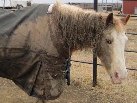 a VERY muddy horse!