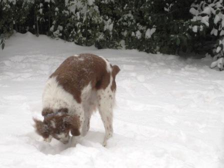 Ginger dog playing in the snow