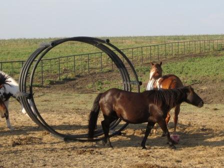 luna meets the hay ring 3