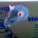 Isabella the rat sticking her head out of a cardboard box