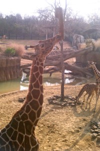 A giraffe interacts with a hanging log