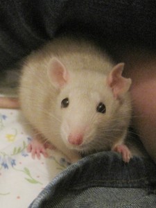 Annie the rat