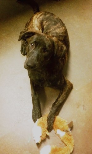 Cali the mastiff lab puppy