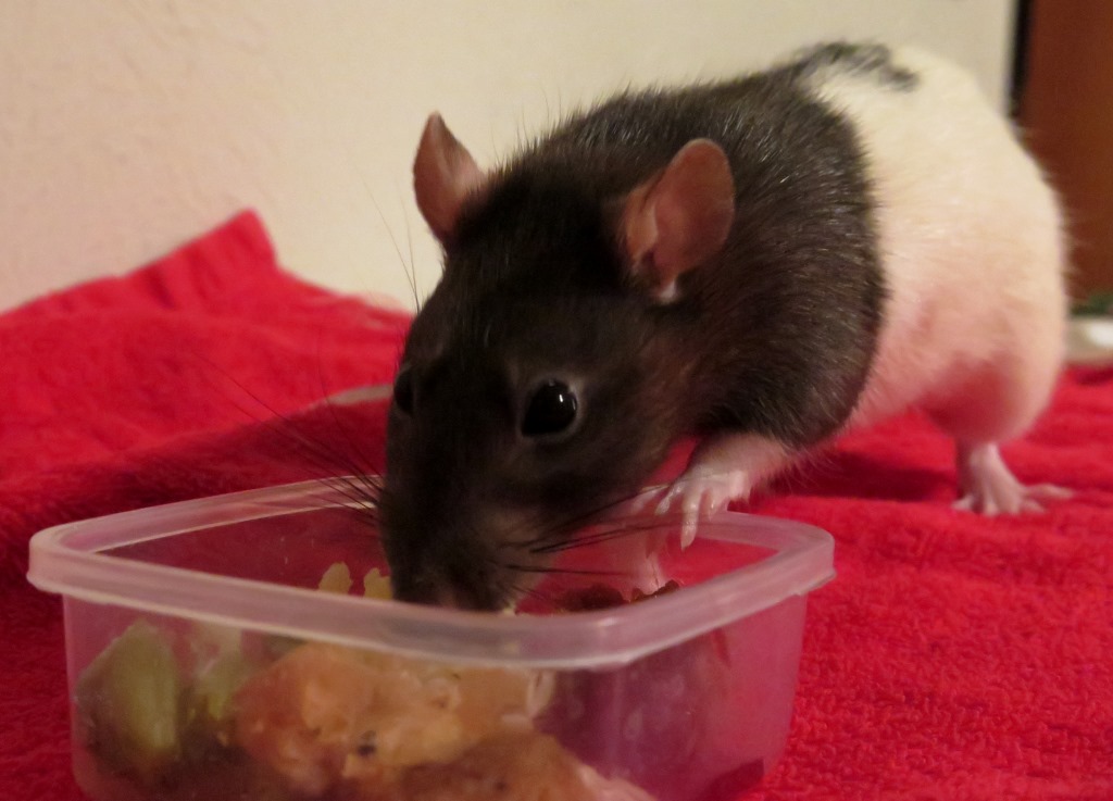 Happy Thanksgiving! | Stale Cheerios - A Rat Cooked My Food And I Liked It