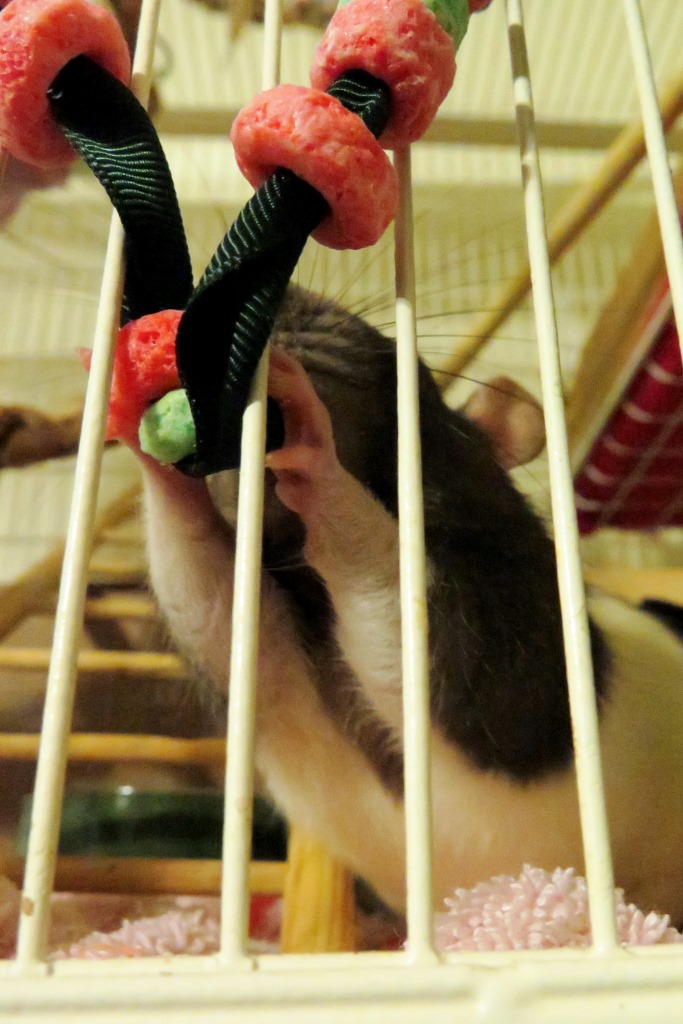 My pet rat Flower  works on a holiday enrichment treat -- a garland of red and green Fruit Loops