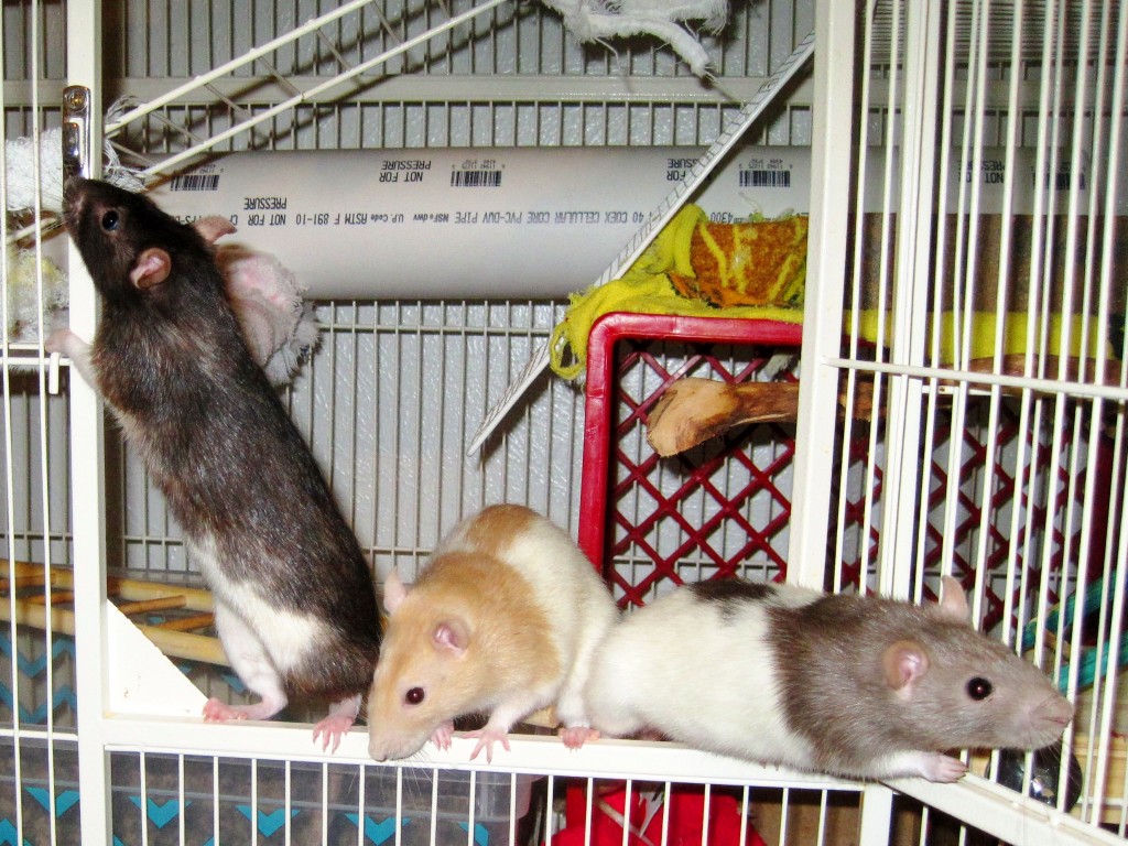 Three of my pet rats trying to escape from their cage