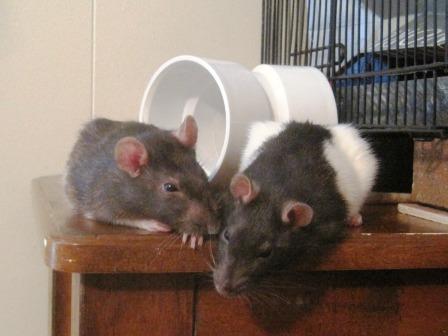 Two cute pet rats!