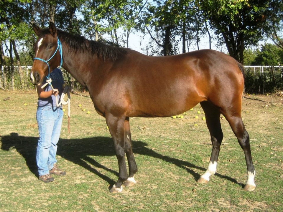 mouse, a young bay mare who is available for adoption