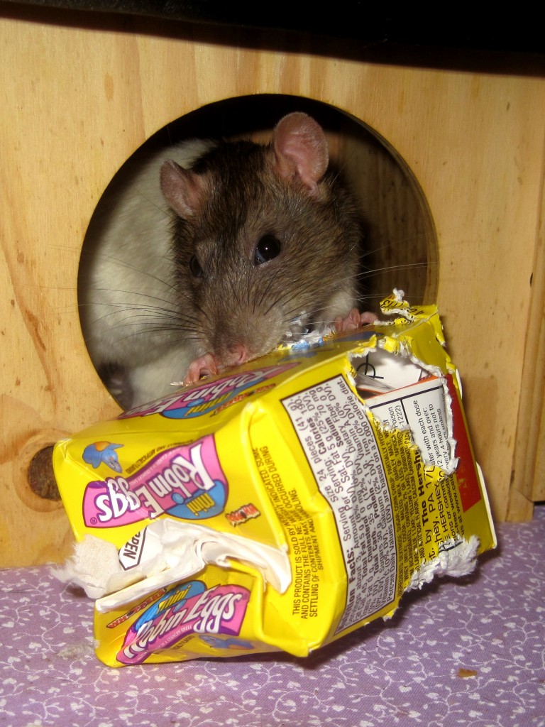 Chloe the rat chewing through some boxes to get to her dinner