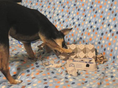 Enrichment: Henry and the egg carton