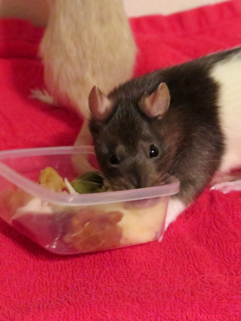 Happy Thanksgiving! | Stale Cheerios - A Rat Cooked My Food And I Liked It