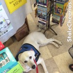 Logan the service dog in training practices a down stay while we look at birthday cards