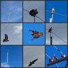 A photo collage of nine red-tailed hawks