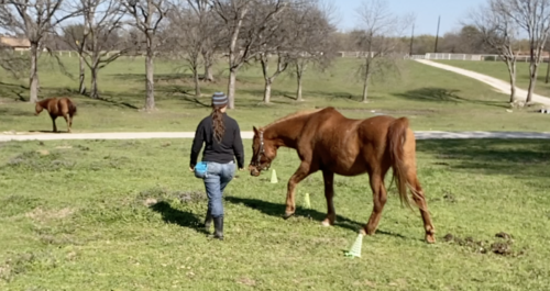 Mary and Apollo (a chestnut Arabian horse) practice weaving together through cones using clicker training