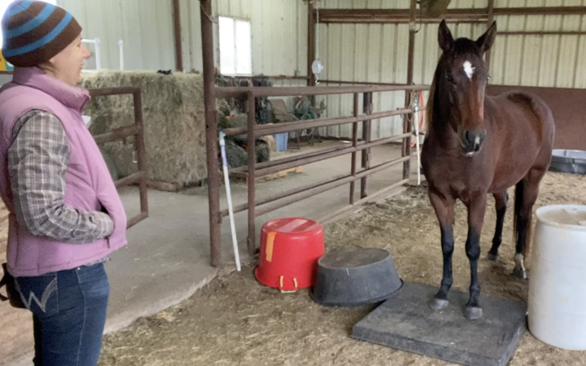 Chewie’s Diary Week 42: Barn time | Stale Cheerios